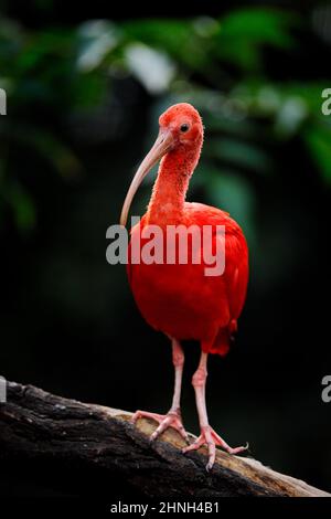 Scharlachrote Ibis, Eudocimus ruber, exotischer Vogel im Naturwald. Roter Vogel, der auf dem Ast saß, schönes Abendlicht, Caroni schwamm Stockfoto