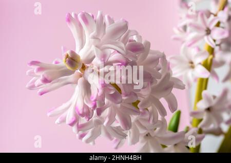 Hyazinthe, eine Blume mit rosa weißen Blütenblättern, Hyacinthus L., auf einem rosa Hintergrund aus nächster Nähe Stockfoto