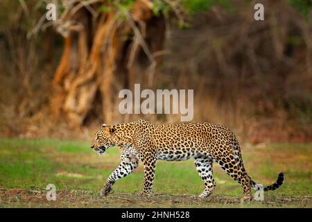 Wanderleopard aus Sri Lanka, Panthera pardus kotiya. Große gefleckte Wildkatze in der Natur Lebensraum, Yala Nationalpark, Sri Lanka. Widlife-Szene aus dem Natu Stockfoto