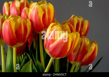 Rot-gelbe Tulpen, ein Blumenstrauß, der aus nächster Nähe auf einem dunkelgrauen Hintergrund fotografiert wurde Stockfoto