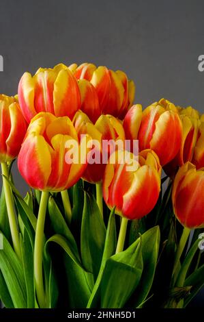 Rot-gelbe Tulpen, ein Blumenstrauß, der aus nächster Nähe auf einem dunkelgrauen Hintergrund fotografiert wurde Stockfoto