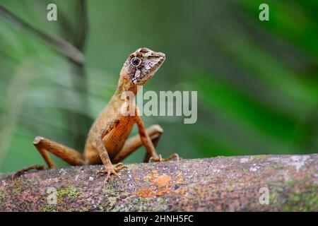 Braun-geflickte Kangaroo Lizard - Otocryptis wiegmanni, schöne kleine Agama Eidechse aus Sri Lanka Wäldern und Wäldern, Sinharaja. Stockfoto
