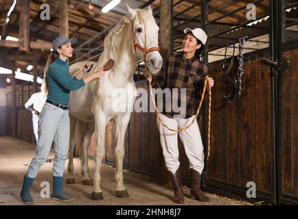 Zwei Frauen kämmen und putzen Mantel von weißem Pferd in Stall Stockfoto