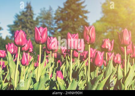 Viele Knospen aus dunkelviolett blühenden Tulpen im Garten. Blumenbeet mit rosa Tulpen im Frühjahr. Getönte Stockfoto