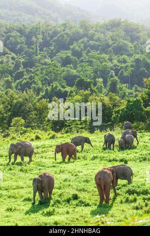 Luftaufnahme einer Herde asiatischer Elefanten, die in der Regenzeit auf grünem Grasland grasen. Kui Buri Nationalpark, Thailand. Stockfoto