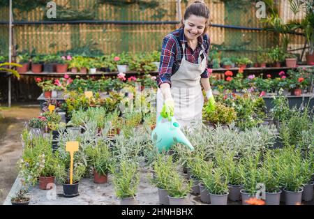 Reife Frau arbeitet im Gewächshaus Garten - Fokus auf links Gießpflanzen Stockfoto