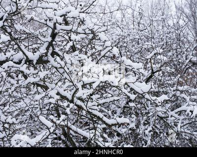 Eine Nahaufnahme von Ästen mit viel Schnee auf ihnen. Winterzeit Stockfoto