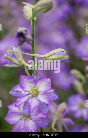 delphinium blüht im Frühling, floraler Frühlingshintergrund Stockfoto