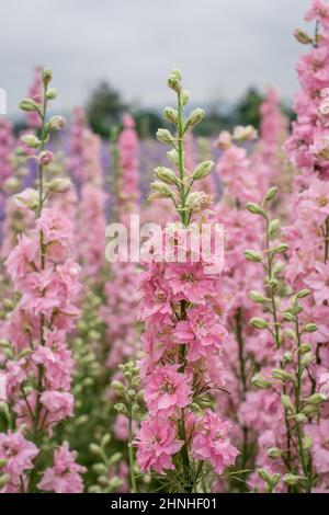 delphinium blüht im Frühling, floraler Frühlingshintergrund Stockfoto