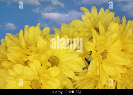 Leuchtend gelbe Chrysanthemen Nahaufnahme bei Außenbeleuchtung Stockfoto