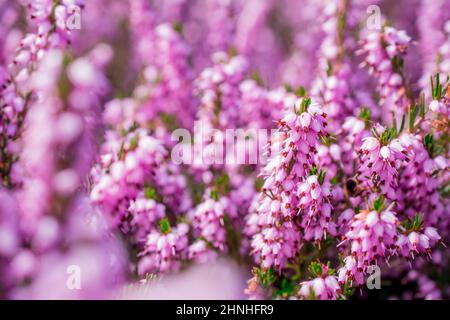 Schneeglöckchen blühen im Frühling, floraler Frühlingshintergrund Stockfoto