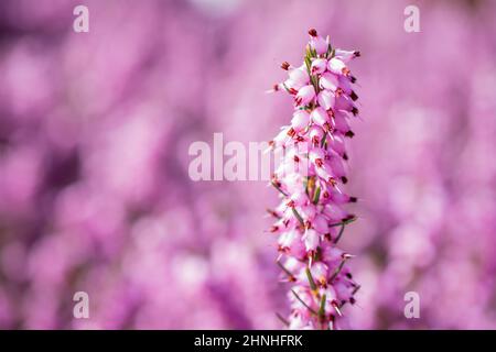 Schneeglöckchen blühen im Frühling, floraler Frühlingshintergrund Stockfoto