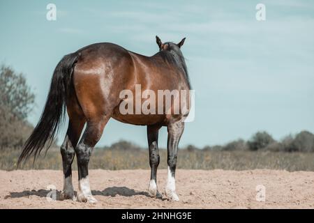 Pferd steht auf der Trainingsarena im Freien, Rückansicht. Stockfoto