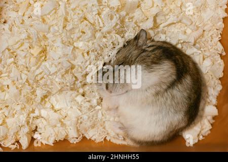 Hamster schläft auf Holzschnitzern in seinem Käfig, Draufsicht. Stockfoto