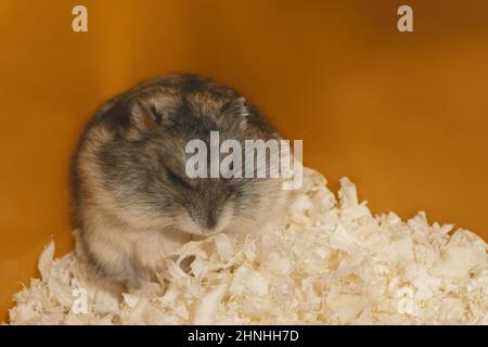 Dschungarischer Hamster sitzt in einer Käfigecke. Stockfoto
