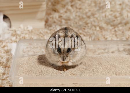 Hamster frisst einen Hafer in seinem Badesand. Stockfoto