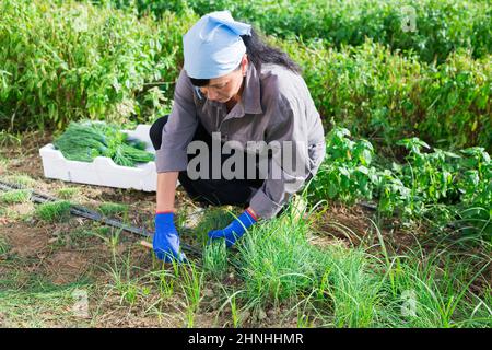 Bauernfrau, die grünen Schnittlauch auf Gemüseplantage erntet Stockfoto