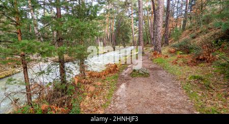 Eresma River, Scot Pine Forest, Sierra de Guadarrama National Park, Segovia, Kastilien und Leon, Spanien, Europa Stockfoto