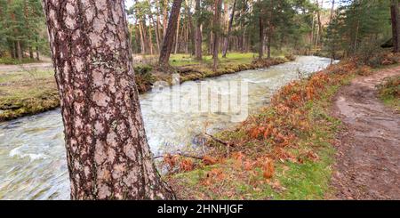 Eresma River, Scot Pine Forest, Guadarrama Nationalpark, Segovia, Kastilien und Leon, Spanien, Europa Stockfoto