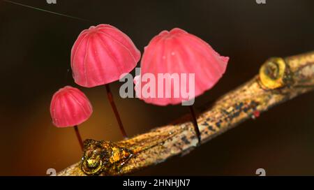 Wild Mushroom, Napo River Basin, Amazonien, Ecuador, Südamerika, Amerika Stockfoto