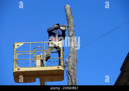 Der Arbeiter Schnitt mit der Kettensäge einen toten, stehenden Baum mit einem LKW-Hubgerüst ab. Stockfoto
