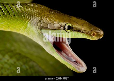 Rotschwanzrattenschlange (Gonyosoma oxycehalum) Stockfoto