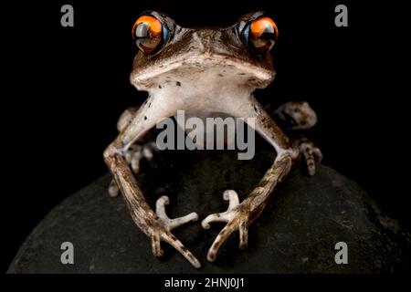 Gepunkteter Wurffrosch (Leptobrachium hendricksoni) Stockfoto