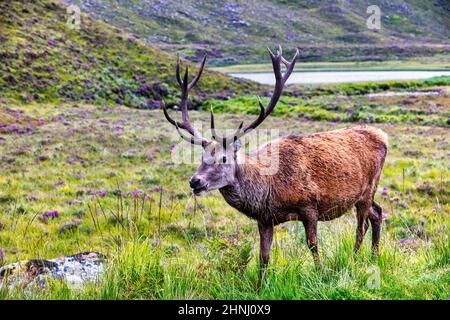 Wild Royal Hirsch, Rotwild mit 12 Punkten auf sein Geweih, sechs pro Geweih, Bealach na Ba, Halbinsel Applecross, North Coast 500, Schottland Stockfoto