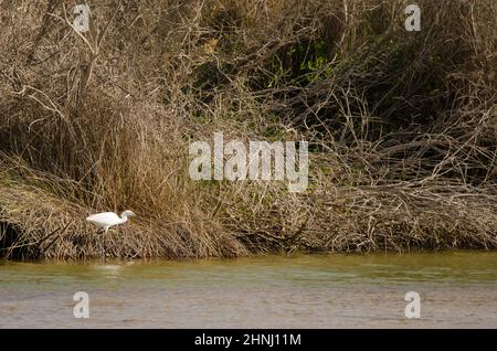 Kleiner Reiher Egretta garzetta in einer Lagune. Charca de Maspalomas. San Bartolome de Tirajana. Gran Canaria. Kanarische Inseln. Spanien. Stockfoto