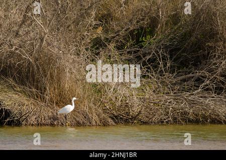 Kleiner Reiher Egretta garzetta in einer Lagune. Charca de Maspalomas. San Bartolome de Tirajana. Gran Canaria. Kanarische Inseln. Spanien. Stockfoto