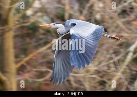 Kidderminster, Großbritannien. 17th. Februar 2022. Wetter in Großbritannien: Nach einer kurzen Pause vom Sturm Dudley ist die Sonne draußen und die einheimischen Wildtiere fliegen auf der Suche nach einer Mahlzeit für den Tag. Der Sturm Eunice folgt mit vorhergesagten Winden von bis zu 100mph in einigen Gebieten. Die meisten Kreaturen, einschließlich der Menschen, werden heruntergehakt werden und nicht weit weg wagen wollen, da die neue gefährliche Wetterfront sich dem Vereinigten Königreich nähert. Kredit: Lee Hudson/Alamy Live Nachrichten Stockfoto