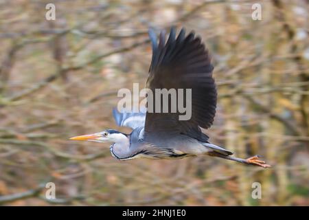 Kidderminster, Großbritannien. 17th. Februar 2022. Wetter in Großbritannien: Nach einer kurzen Pause vom Sturm Dudley ist die Sonne draußen und die einheimischen Wildtiere fliegen auf der Suche nach einer Mahlzeit für den Tag. Der Sturm Eunice folgt mit vorhergesagten Winden von bis zu 100mph in einigen Gebieten. Die meisten Kreaturen, einschließlich der Menschen, werden heruntergehakt werden und nicht weit weg wagen wollen, da die neue gefährliche Wetterfront sich dem Vereinigten Königreich nähert. Kredit: Lee Hudson/Alamy Live Nachrichten Stockfoto