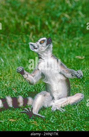 Ein jugendlicher Ringschwanz-Lemur (Lemur catta), der sich sonnen kann. Eine bedrohte Art aus Südwestmadagassar. Stockfoto