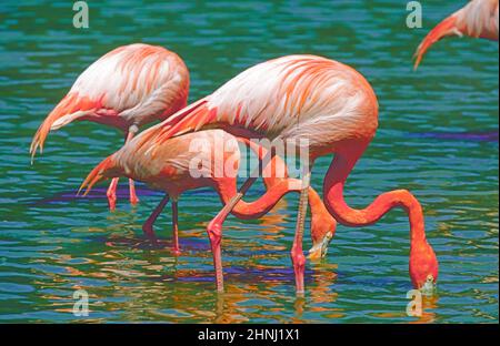 Rosy. Oder American Flamingos, (Phoenicopterus ruber,) Fütterung. Gefunden in der Karibik und Galapagos Inseln. Stockfoto