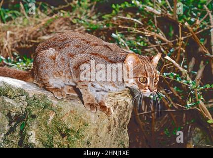 Eine Rusty-spotted Cat, (Prionailurus rubiginosus phillipsi.) der Sri-lankischen Unterart. Stockfoto