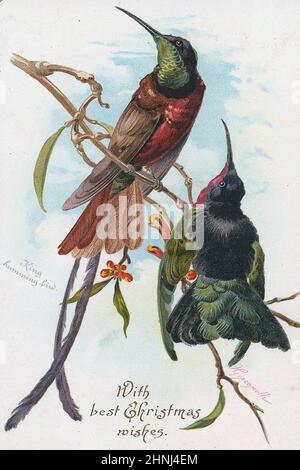 Vintage viktorianische Vogelbilder Stockfoto