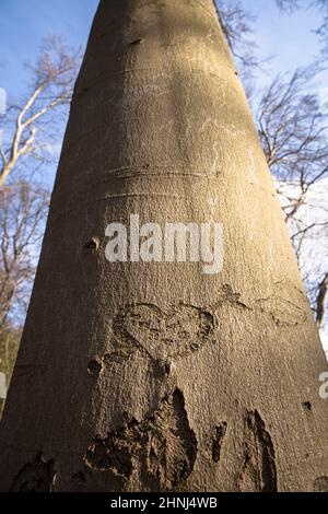 Geschnitztes Herz in der Rinde einer Buche im Ardeygebirge, Herdecke, Nordrhein-Westfalen, Deutschland. Herz in einer Rinde einer Buche im Ardeyge Stockfoto