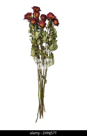 Bouquet von roten getrockneten Rosen auf einem weißen isolierten Hintergrund. Stockfoto