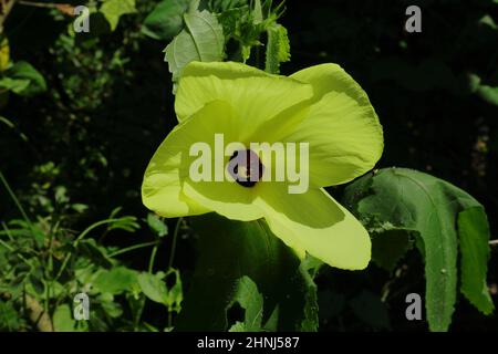 Nahaufnahme einer Muschelmalche (Abelmoschus moschatus) mit haarigen Blättern Stockfoto