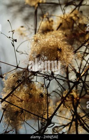 Samenstand der gemeinen Clematis im Februar im Gegenlicht. Stockfoto