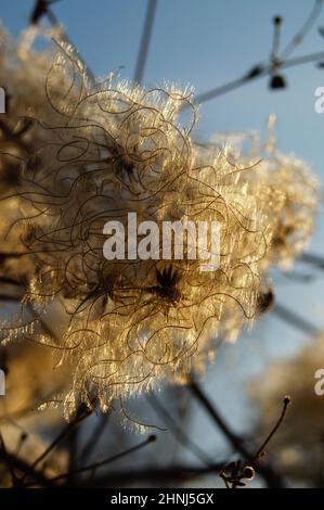 Samenstand der gemeinen Clematis im Februar im Gegenlicht. Stockfoto