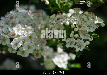 Weiße Weißdornblüten (Crataegus monogyna), die auf einer Weißdornhecke wachsen, Großbritannien Stockfoto