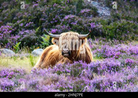 Niedliche rote Hochlandkuh in violetter Heide, Bealach na Ba, die Berge der Halbinsel Applecross, Teil der Nordküste 500, Schottland Stockfoto