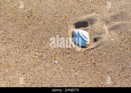 Muscheln im Sand am Strand an einem sonnigen Tag Stockfoto