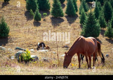 Eine Horde grast an sonnigen Tagen auf einer Alm, Platz kopieren. Stockfoto