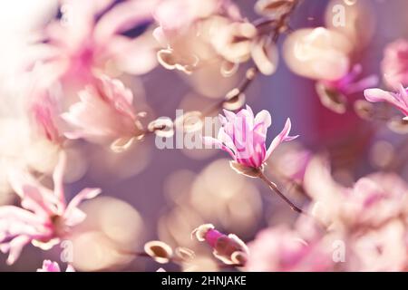 Magnolia x loebneri 'Leonard Messel', Rosa Blume im Frühling, sonniges Bokeh-Foto Stockfoto
