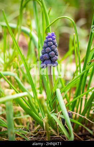 Ein Muskari blüht auf dem Rasen im Garten. Muscari ist eine Gattung von Zwiebelpflanzen aus der Familie der Asparagaceae. Stockfoto