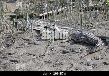 Wildes Salzwasser-Krokodil auch als Mündungskrokodil oder Saltie-Krokodil bekannt.Dieses Foto wurde aus Sundarbans, Bangladesch, aufgenommen. Stockfoto