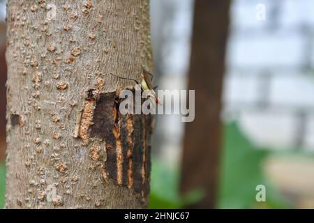 Ich fand diesen Bananenstiel Fly auf unserem Manggo-Baum in meinem Garten. Bananenstiel Fly gehört zur Familie der echten Fliegen (Diptera) der Neriidae Stockfoto