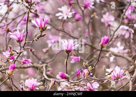 Blumen von Magnolia Leonard Messel, Rosa Blume auf dem Baum im Frühling Stockfoto